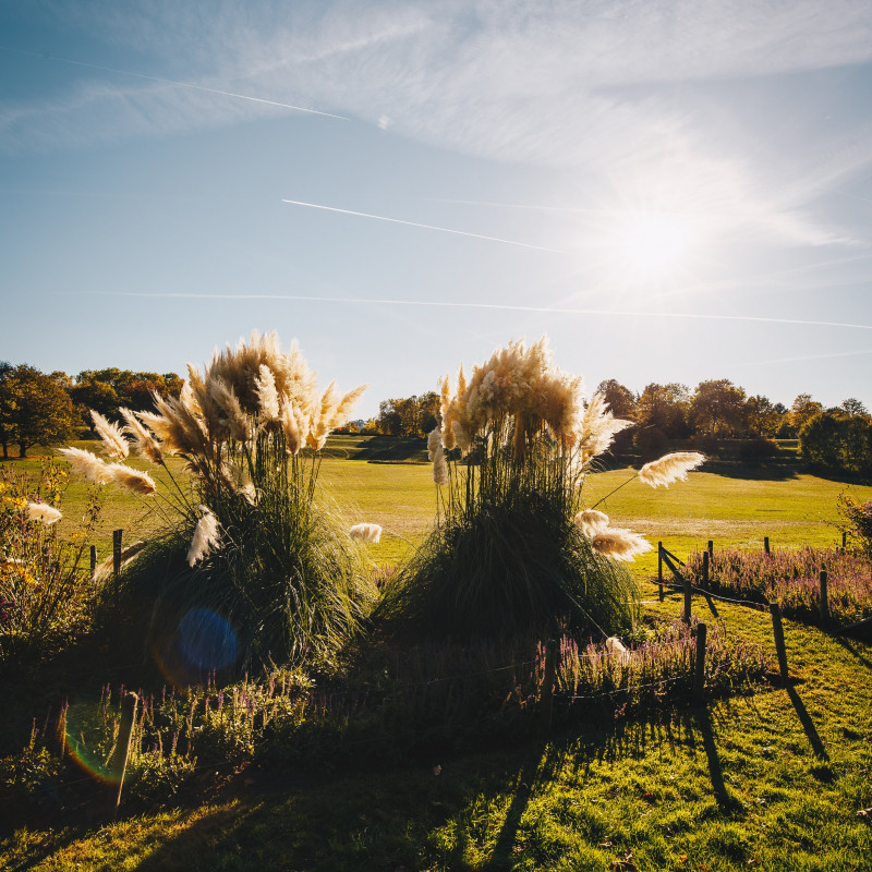 Ein sonniger Tag in den Bonner Rheinauen.
