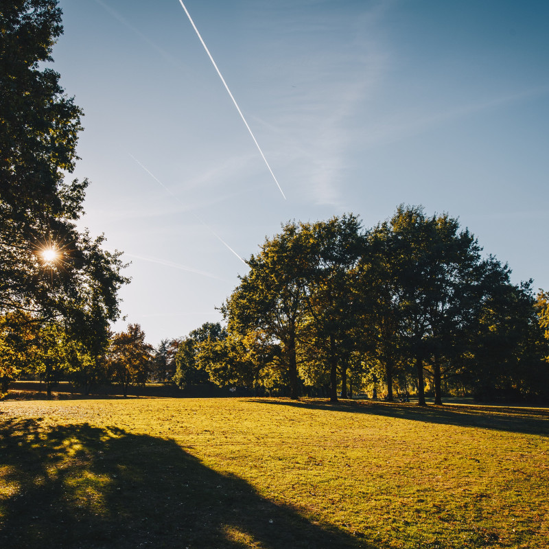 Grüne Wiese, sonnenbestrahlte Bäume und blauer Himmel.