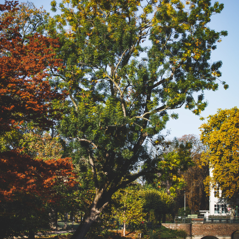 Ein Baum über dem Wassergraben am Poppelsdorfer Schloß.