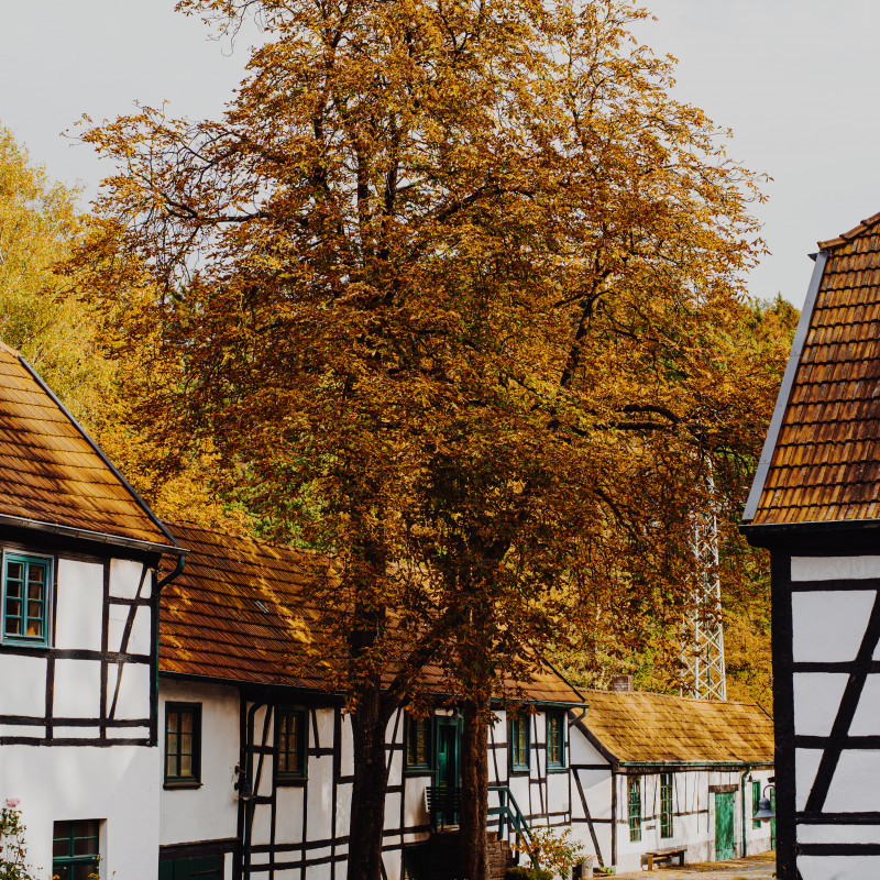 Herbstlicher Baum zwischen Fachwerkhäusern.