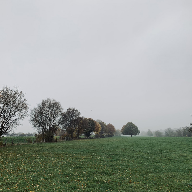 Bäume stehen auf einer Wiese im Nebel.