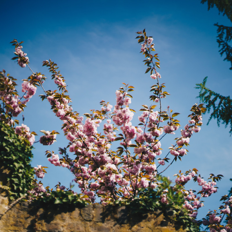 Ein rosa blühender Baum hinter einer Mauer.