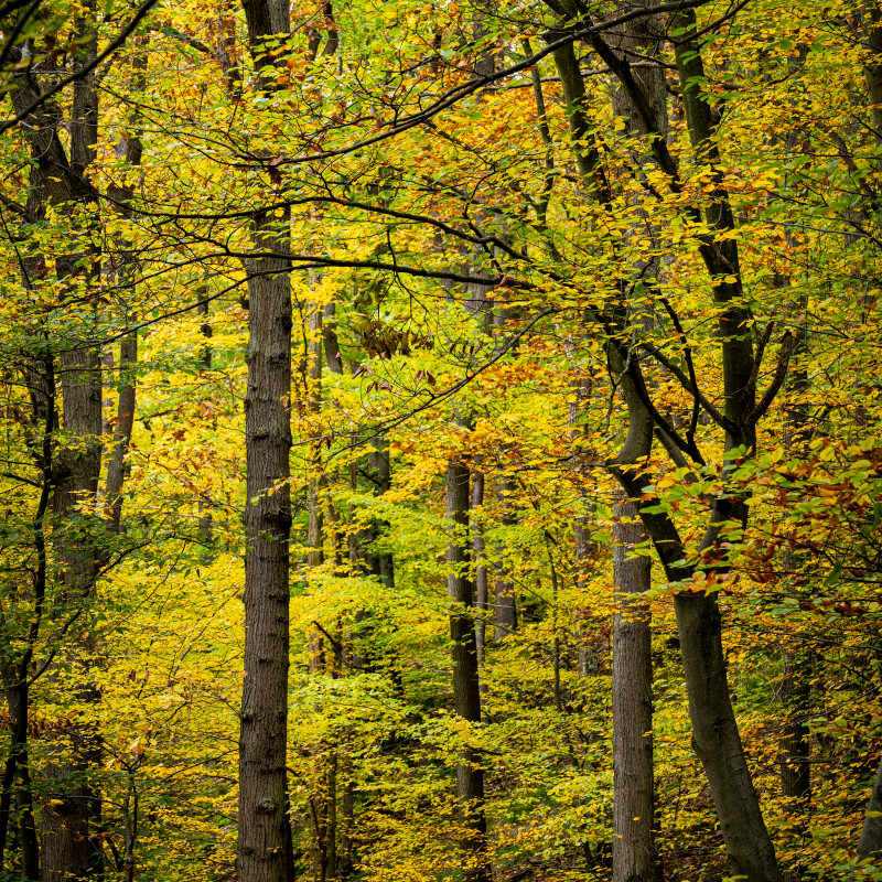 Bunt leuchtende Bäume im Herbstwald.