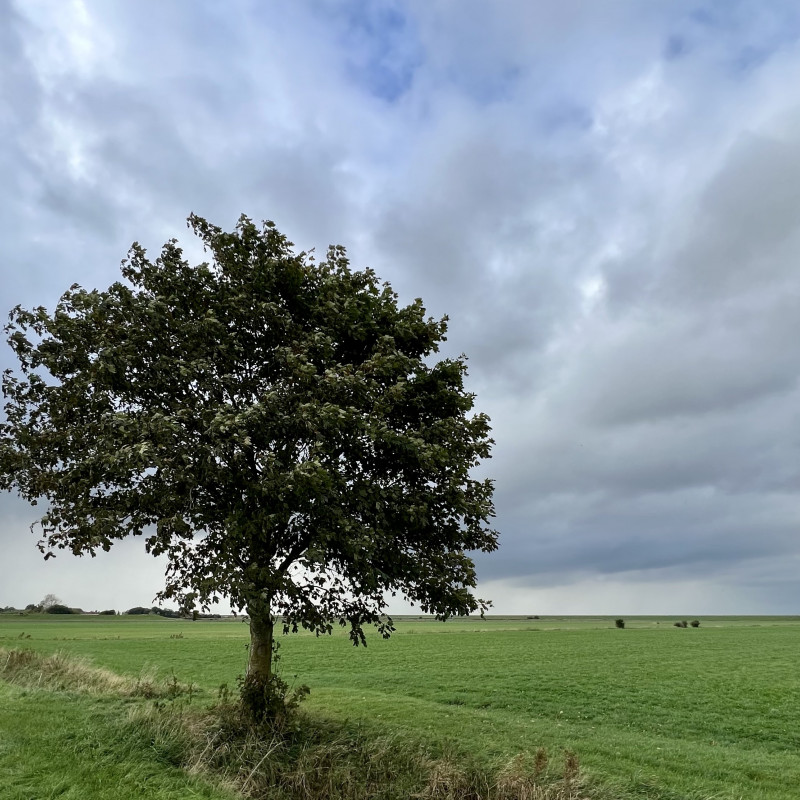 Ein Baum steht einsam am Wegesrand.