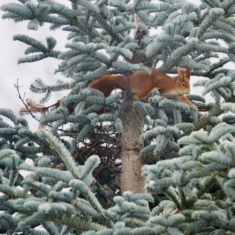 Ein Eichhörnchen in einem Baum.