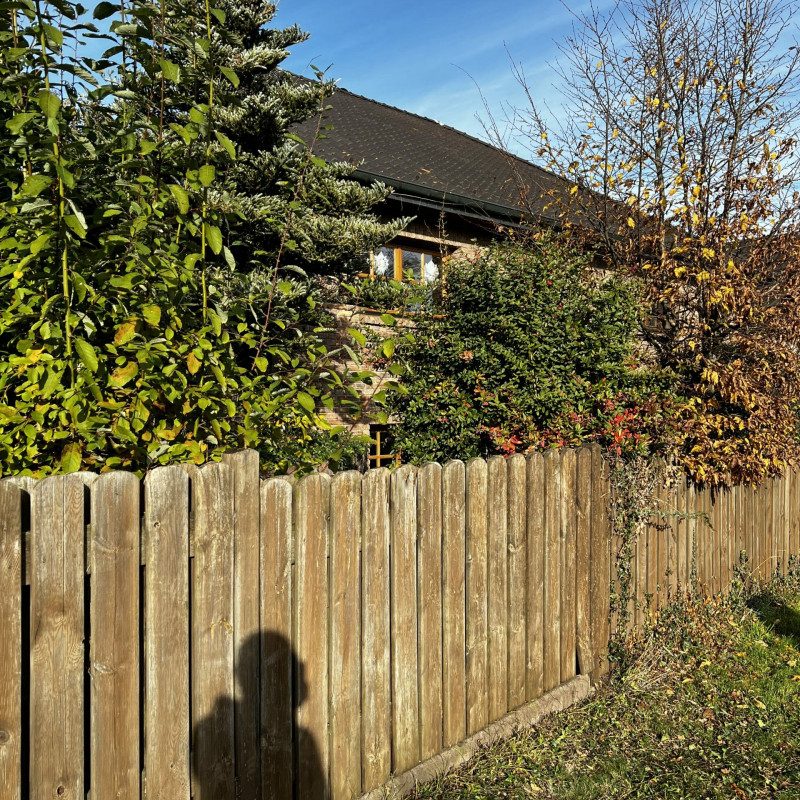 Im Vordergrund ist vom Efeu befreiter Zaun zu sehen, im Hintergrund rankt es noch.