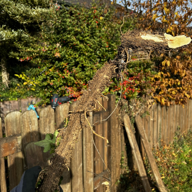 Ein sehr dicker Efeu-Strang wird vor dem halb auseinandergebauten Zaun in der Sonne hochgehalten.