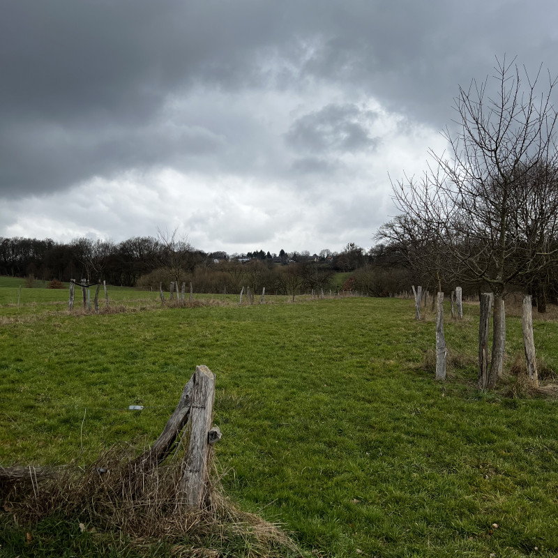 Blick über ein Feld mit einigen Obstbäumen.