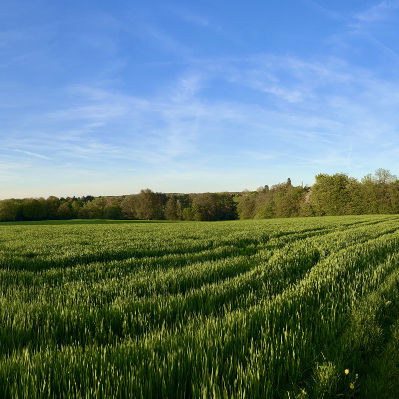 Panorama über ein grünes Feld, links der lange Schatten des Fotografen.