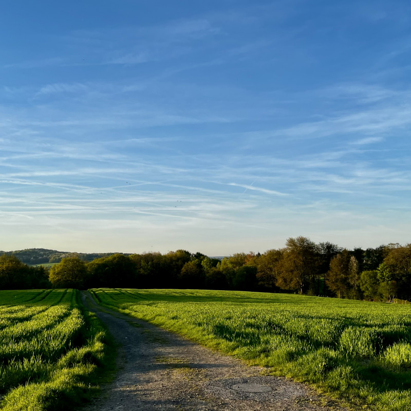 Blick über ein Feld ins Tal, im Hintergrund Bäume. Ein Feldweg führt mitten durch.