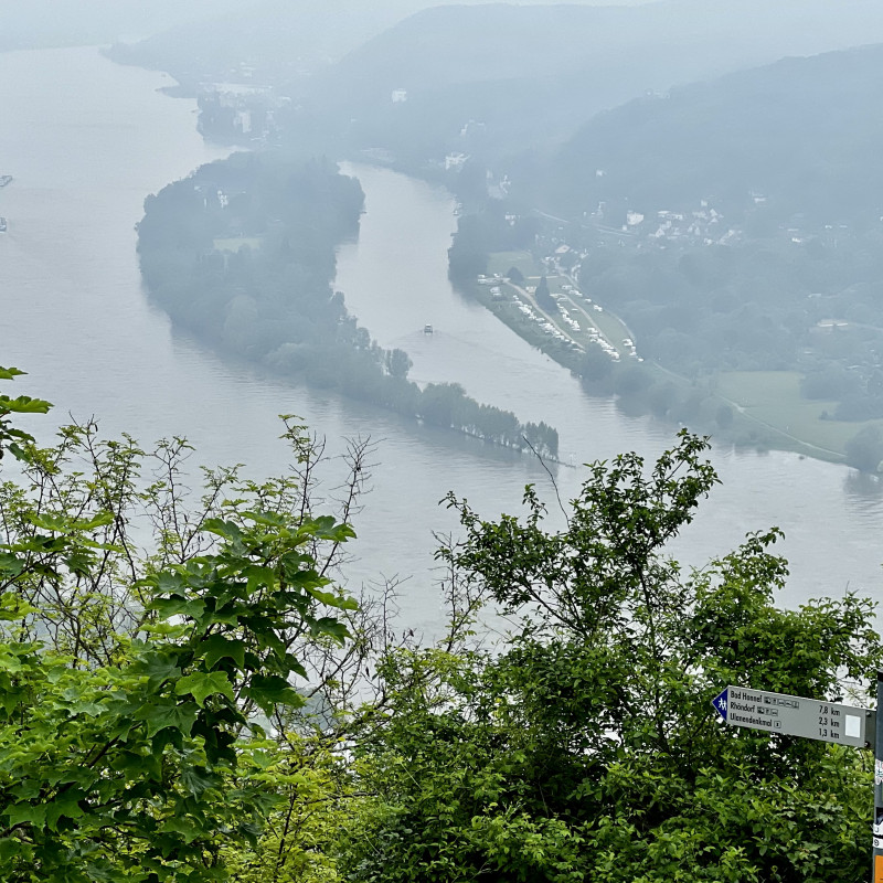 Eine große bewaldete Insel im Rhein, gesehen von einem Berg aus. Im Vordergrund grüne Äste und ein Schild was verschiedene Wanderwege auszeichnet.
