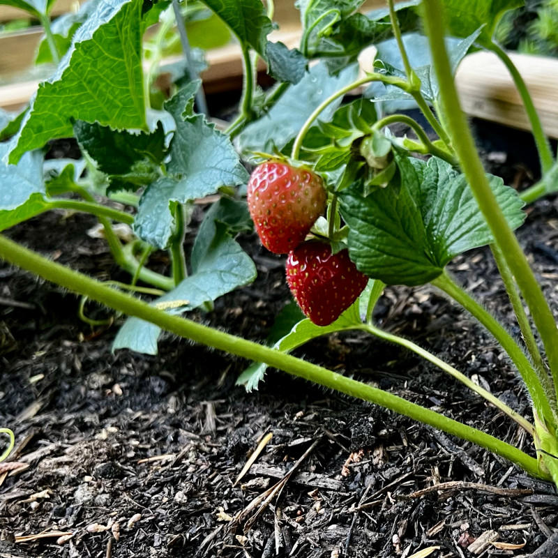 Zwei rote Erdbeeren hängen an ihrer Mutterpflanze.