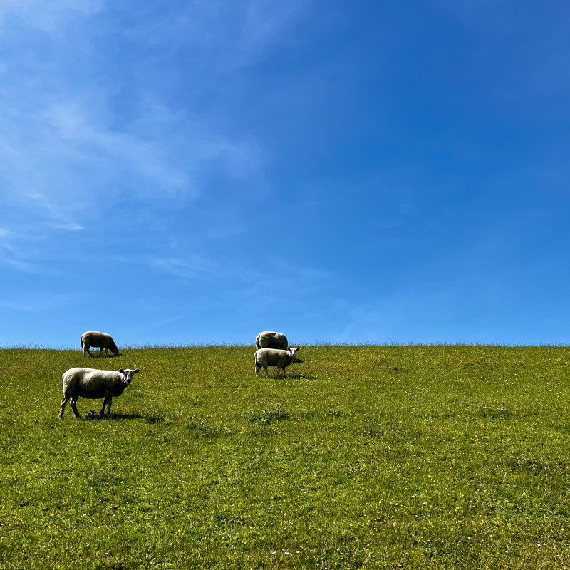 Vier Schafe stehen auf einer sehr grünen Wiese. Zwei schauen in die Kamera. Im Hintergrund strahlend blauer Himmel.