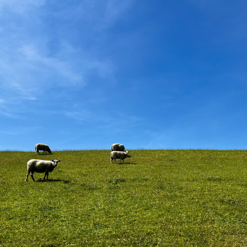 Vier Schafe stehen auf einer sehr grünen Wiese. Zwei schauen in die Kamera. Im Hintergrund strahlend blauer Himmel.