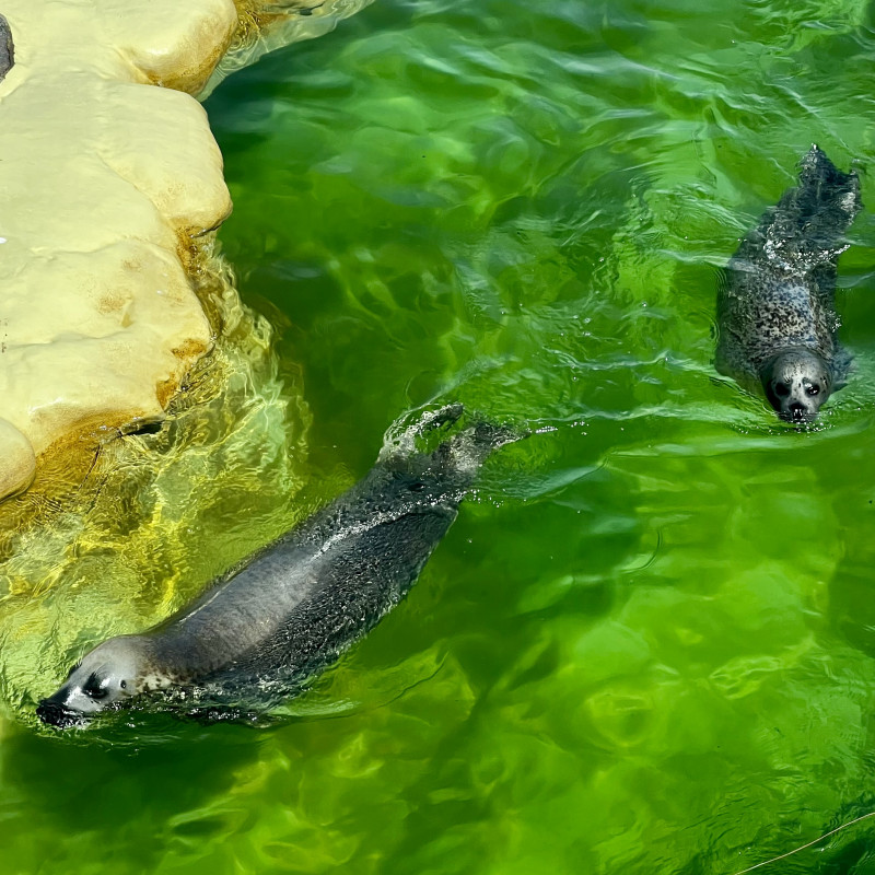 Zwei Seehunde schwimmen in grünlichem Wasser.
