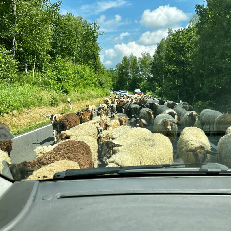 Sehr viele Schafe laufen auf einer Straße, im Hintergrund stehen wartende Autos.