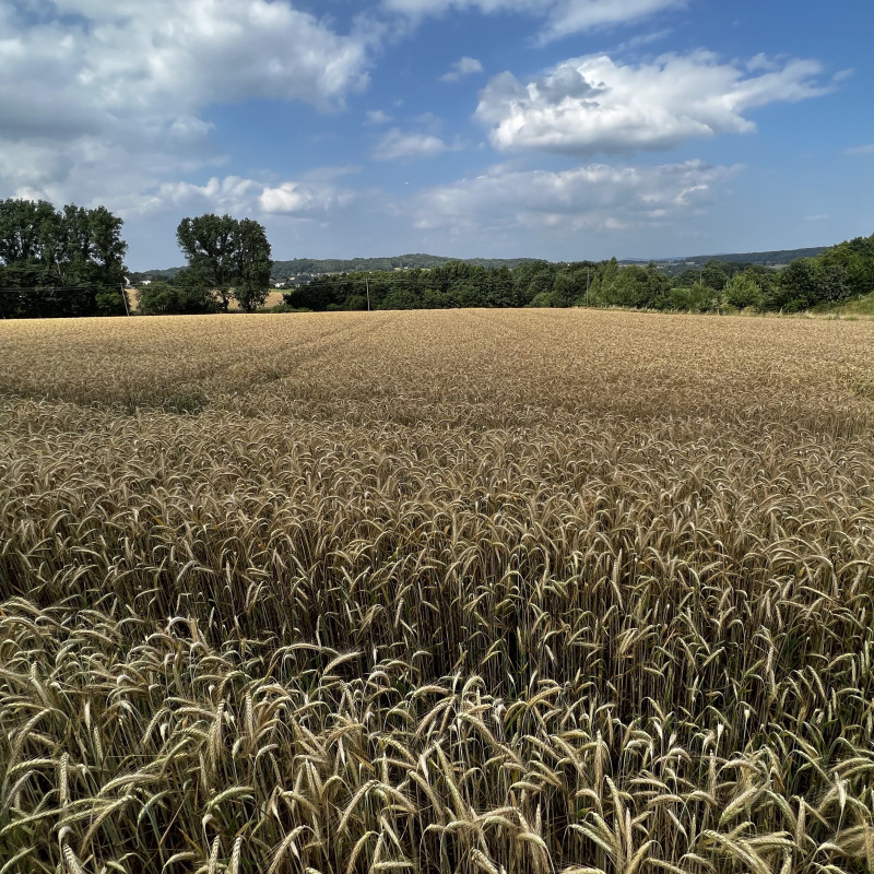 Ein weites Feld unter blauem Himmel.