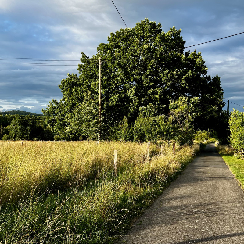 Eine Straße im Abendsonnenschein, ein großer Baum steht am Straßenrand, links ist ein Feld.