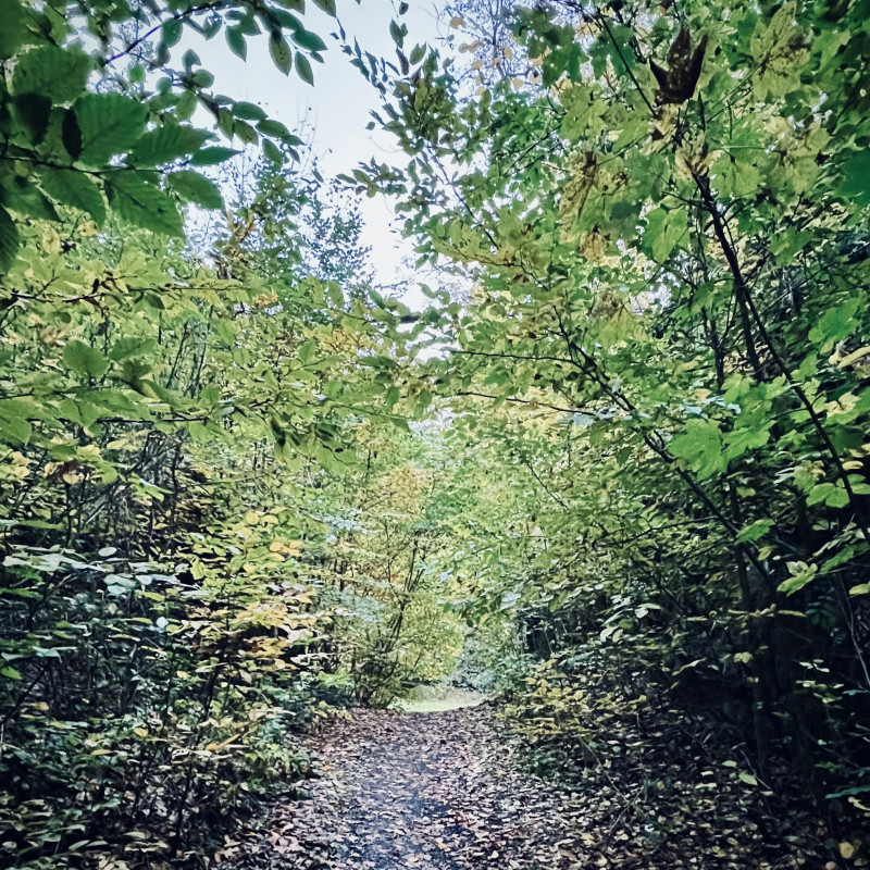 Ein von grün bewachsenen Ästen eingerahmter Pfad im Wald.