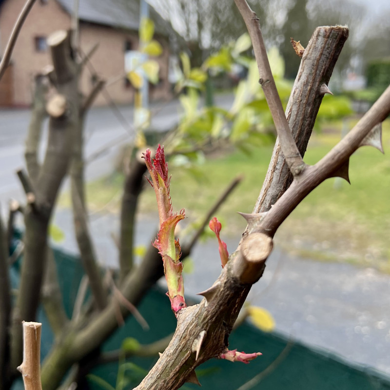 Dornige Äste mit kleinen Blüten.