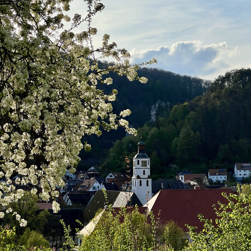 Blick auf Dächer einer Stadt mit einem Kirchturm, im Hintergrund bewaldete Berge, links ein Baum.