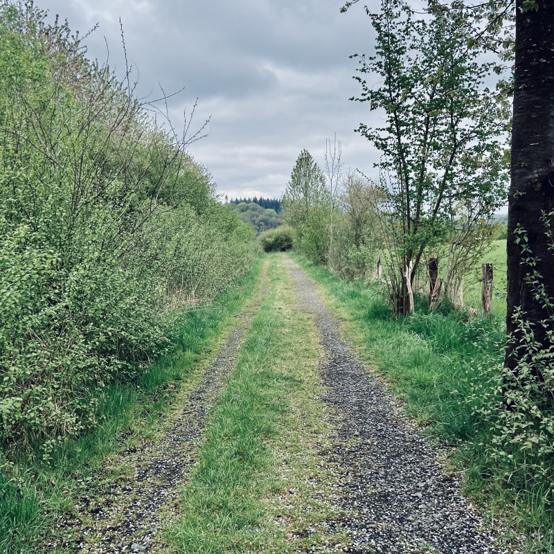 Ein natürlich mit Blüten bestreuter sehr langer und gerader Feldweg führt zwischen Büschen und Bäumen durch Felder.