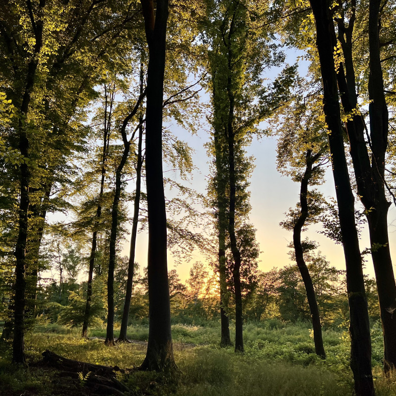 Die Sonne geht hinter grünen Bäumen und Sträuchern unter.