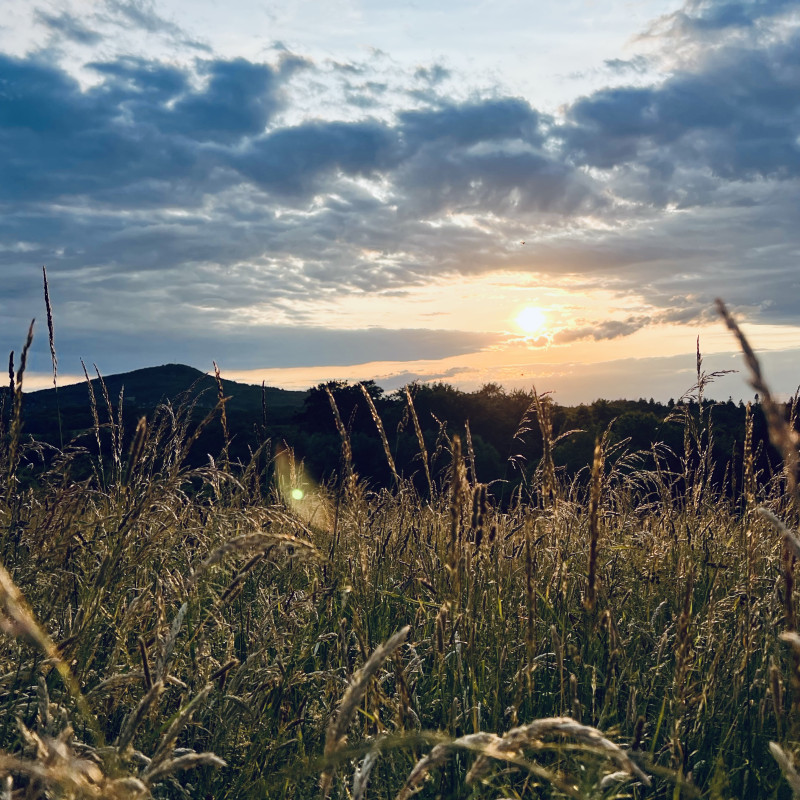 Ein Feld und seine Halme in Nahaufnahme. Im Hintergrund geht zwischen Wolken die Sonne unter.